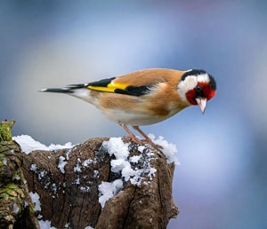 birds-that-eat-thistle