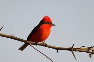 birds-that-look-similar-to-cardinals