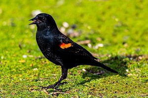 birds-with-red-in-their-name