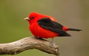 black-white-and-red-bird