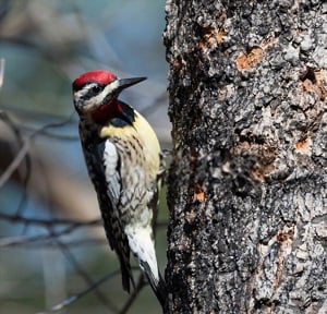 bright-red-bird-with-black-wings