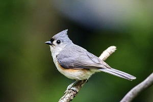 brown-birds-that-look-like-cardinals