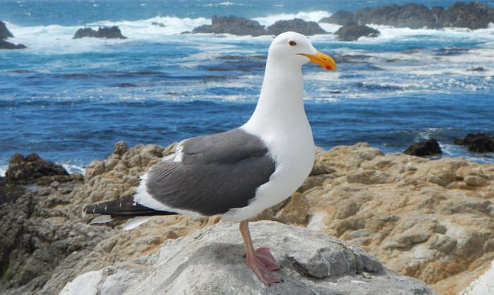 california-gull-state-bird-of-utah