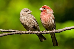 cardinal-bird