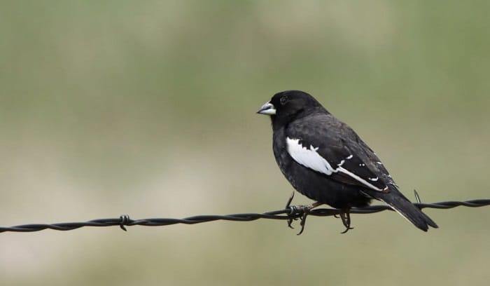 colorado-lark-bunting