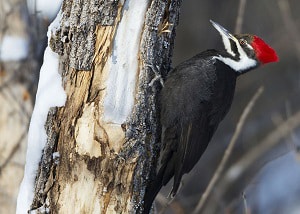 downy-woodpecker