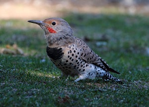 east-coast-woodpeckers