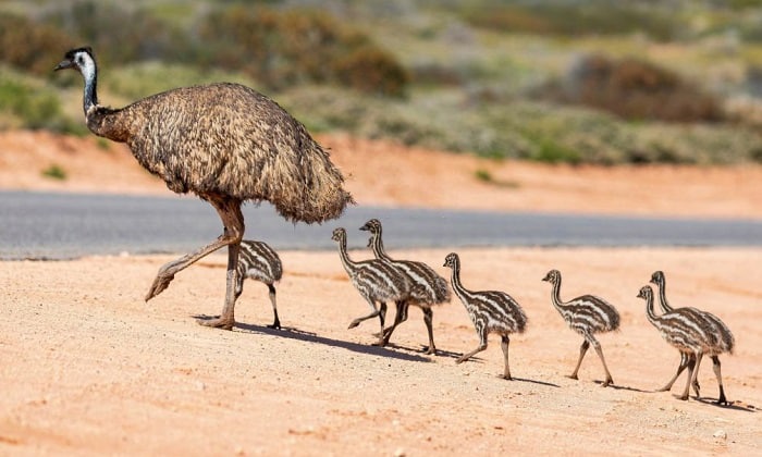 emu-food