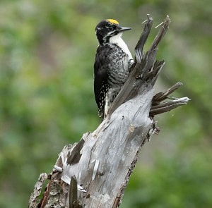 female-woodpeckers