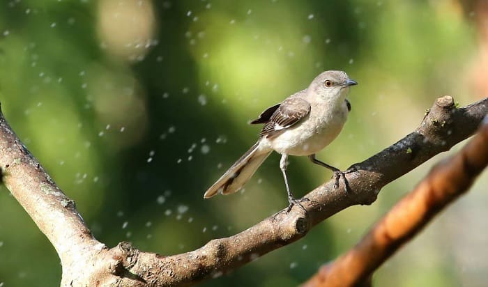 florida-state-bird