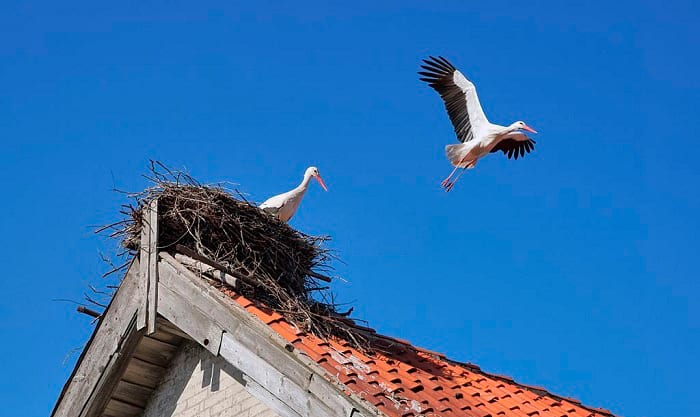 get-rid-of-bird-nest-on-porch