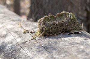 getting-rid-of-birds-nest