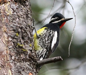 gila-woodpecker