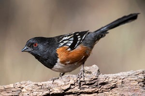 gray-bird-that-looks-like-a-cardinal