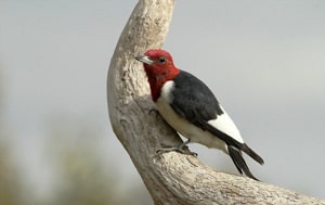 hairy-woodpecker