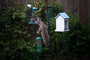 hang-bird-feeders
