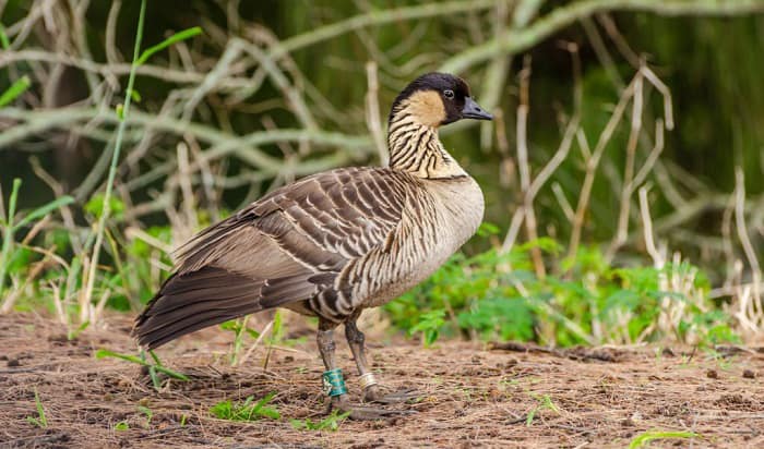 hawaii-state-bird-nene