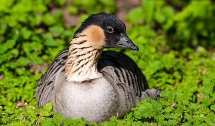 hawaii's-state-bird