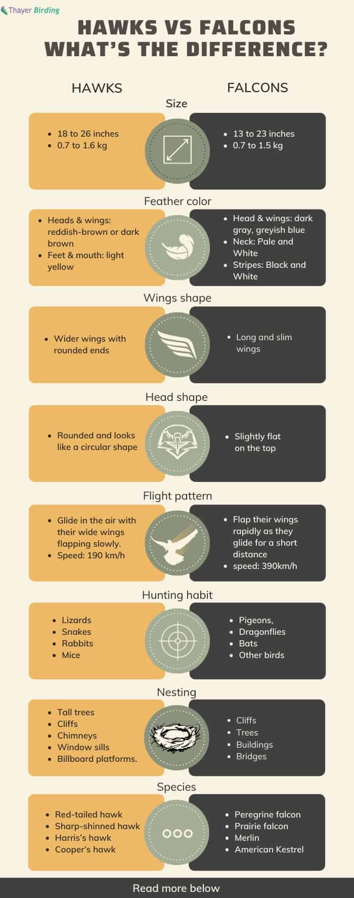 hawk-vs-falcon-identification