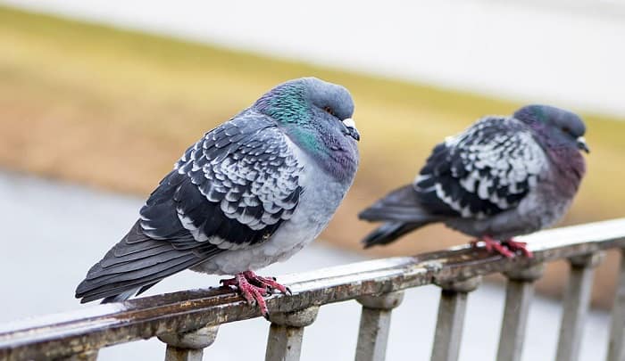 how-many-hours-do-birds-sleeps