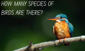 how many species of birds are there