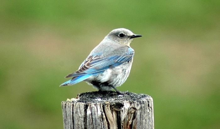 idaho-bluebird