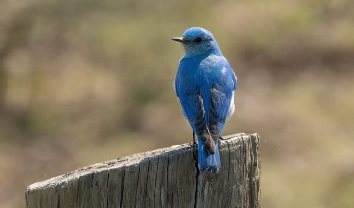 idaho-state-bird