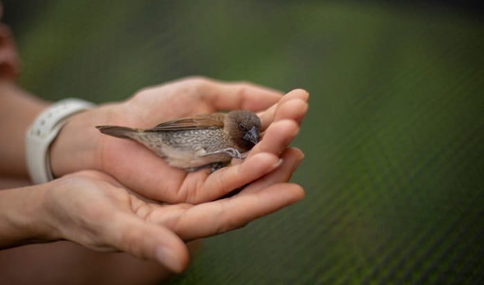 injured-wild-bird-rescue-near-me