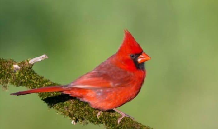 kentucky-cardinal