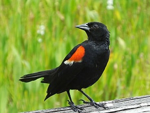 large-black-bird-with-redhead