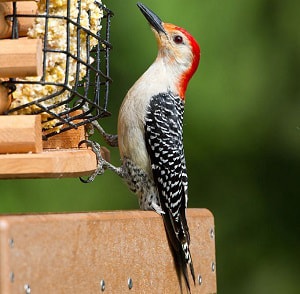 large-woodpeckers