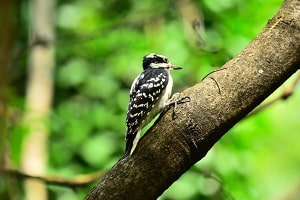 largest-woodpecker