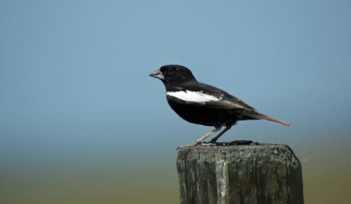 lark-bunting-colorado-state-bird