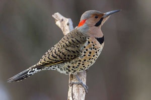 lewis-woodpecker