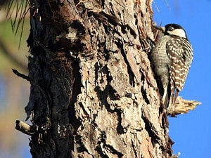 maryland-woodpeckers