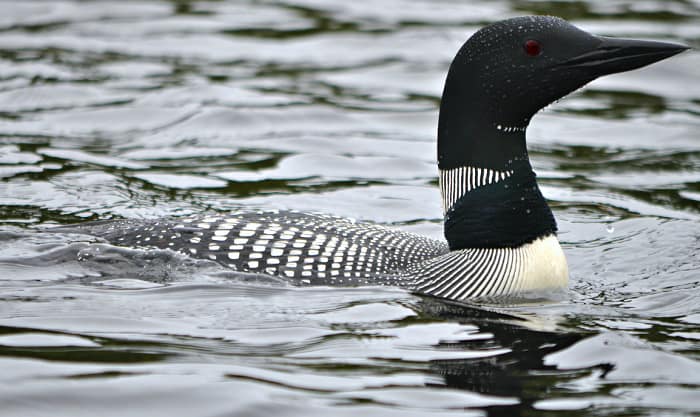 minnesota-loon-bird