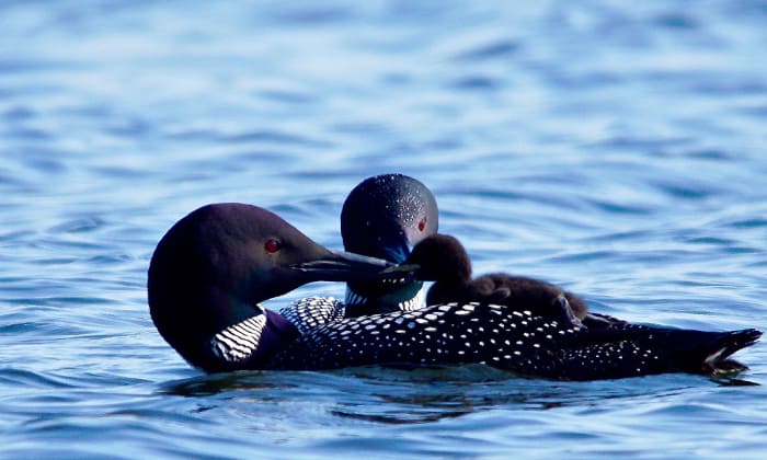 minnesota-state-bird