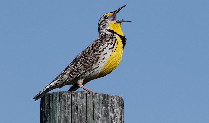 montana's-state-bird