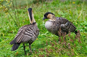 national-bird-of-hawaii