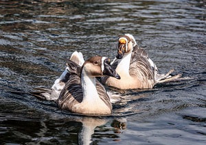 nene-bird-hawaii