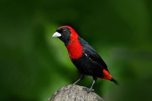 north-american-bird-with-red-back-and-black-wings