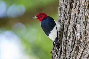 northern-michigan-woodpeckers