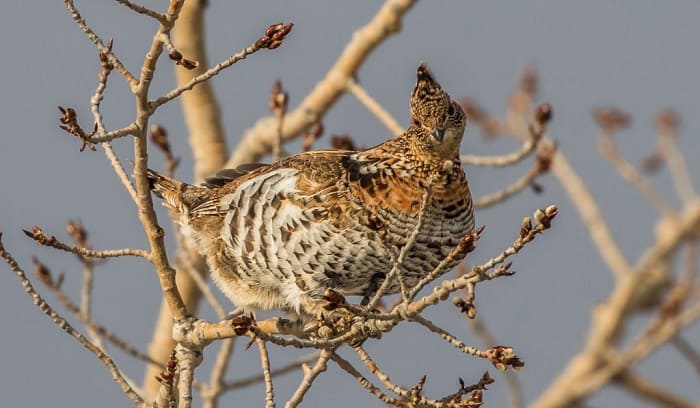 pennsylvania-state-bird