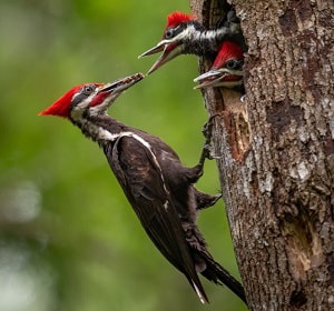 pileated-woodpecker