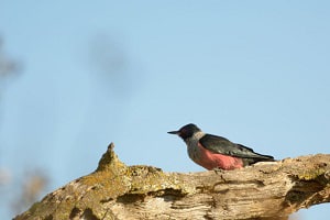 pileated-woodpecker
