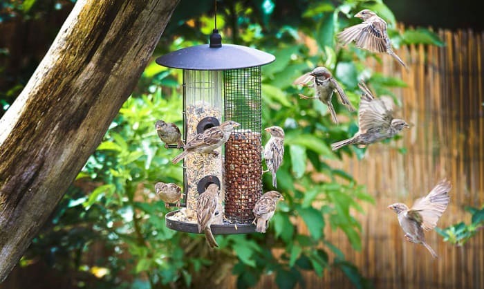 place-for-bird-feeder