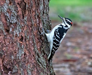 polka-dot-woodpecker