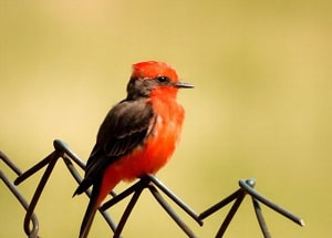 red-and-black-birds