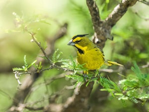 red-bird-not-cardinal