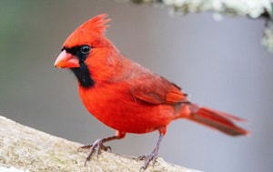 red-bird-with-black-head